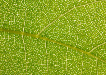 leaf  pattern macro abstract colour