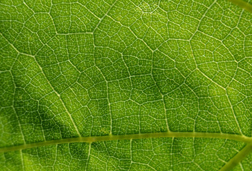 leaf  pattern macro abstract colour