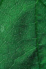 leaf  pattern macro abstract colour