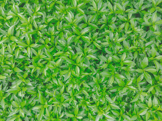 Fototapeta premium Top view of small green leaves for background.
