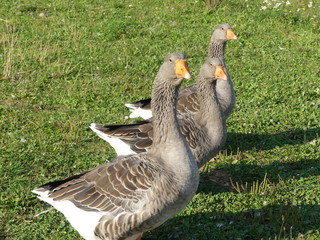3 russische graug&auml;nse ganter mit zwei g&auml;nsen