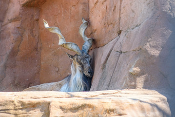mountain goat with twisted horns in the zoo