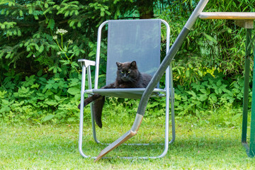 cat on chair and shovel