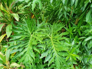 Lacy tree philodendron or selloum as a background, Ecological Concept, Space for text in template...