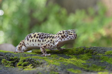 gecko