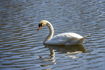 Swan on the lake