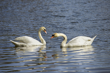 Swan on the lake