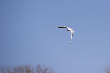 Tern in flight