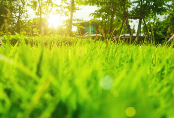 The morning sun shines on the green lawn, The backyard for the background, the meadow grass, The design concept for background.
