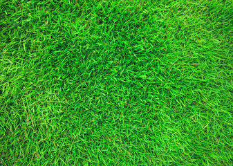 Green grass background. Focus on the surface of the lawn green.