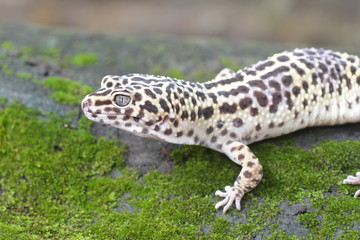 gecko