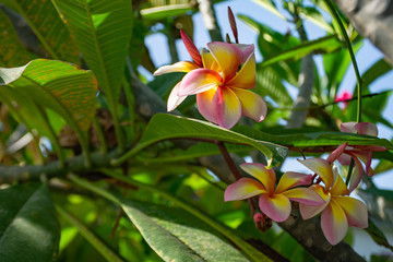 Plumeria obtusa in garden.