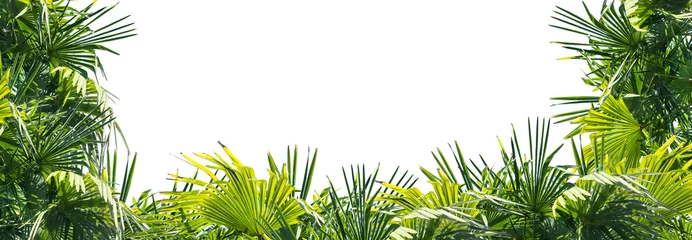 Fototapete Rund rahmen aus üppigen palmenblättern © winyu