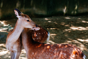 Brown Deer with beautiful in the parks