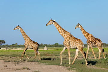 Giraffes (Giraffa camelopardalis) walking over the  plains of Etosha National Park, Namibia.