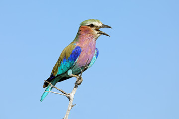 Lilac-breasted roller (Coratias caudata) perched on a branch against a blue sky, South Africa.