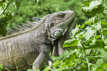 Iguana, Iguanidae / Iguana in green leaves roof, South America, Ecuador.