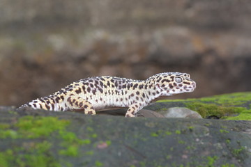 gecko