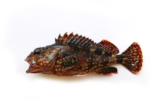 カサゴ のストック写真 ロイヤリティフリーの画像 ベクター イラスト Adobe Stock