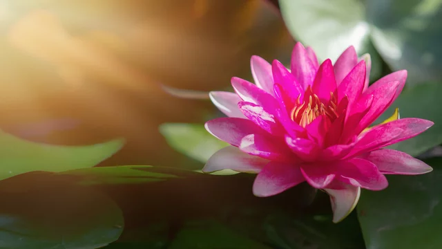 Pink lotus flower in pond with blurred background of green lotus leaves and  sun light ray at corner Stock Photo | Adobe Stock