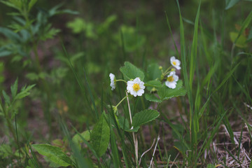 Close-up of Wild strawberry flowers in the forest on summer day