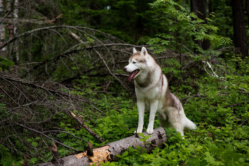 Profile Portrait of gorgeous beige and white Siberian Husky dog standing in the forest on the tree on a rainy day