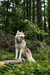 Portrait of gorgeous beige and white Siberian Husky dog standing in the forest on the tree on a rainy day