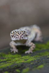 gecko