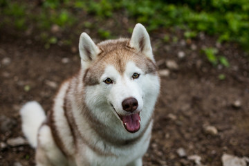 Close-up image of beautiful dog breed siberian husky in the forest. Portrait of friendly dog looks like a wolf