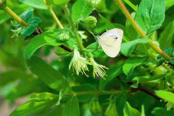 White delicate shrub flowers honeysuckle close - up in spring on the background of branches with...