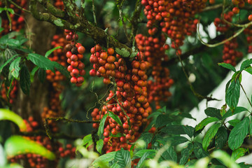 Burmese grape