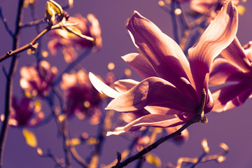 beautiful blooming magnolia tree