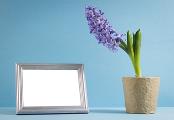 hyacinth