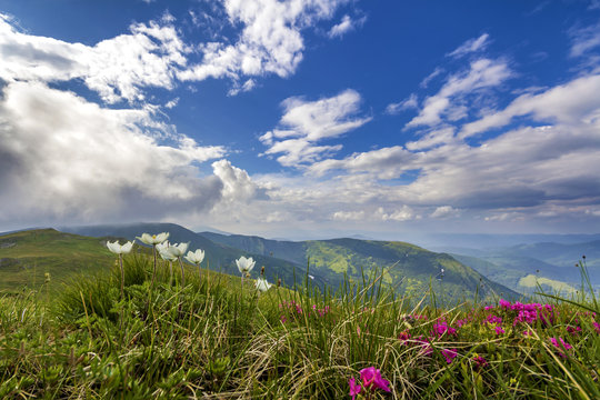 Fototapeta Wide summer mountain panorama. Beautiful white and red  flowers blooming in green grass among big rocks, patches of snow in valley and mountain range under low cloudy sky. Beauty of nature concept.