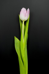 wallpaper with tulip