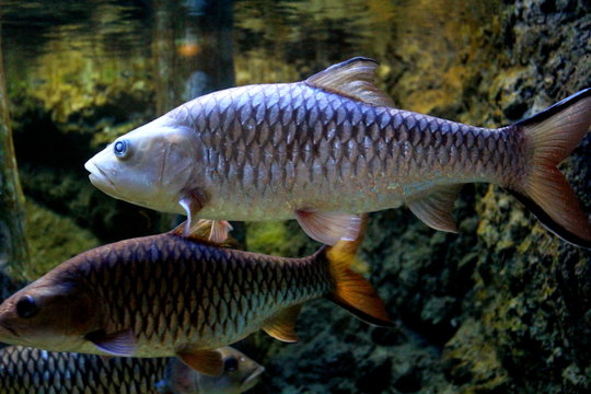 Fish : Hampala barb (Hampala macrolepidota)