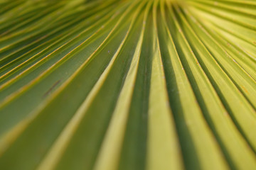 Texture of Green palm Leaf