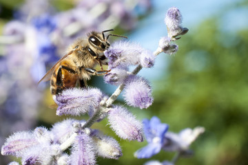 Bee pollinates a lavender flower