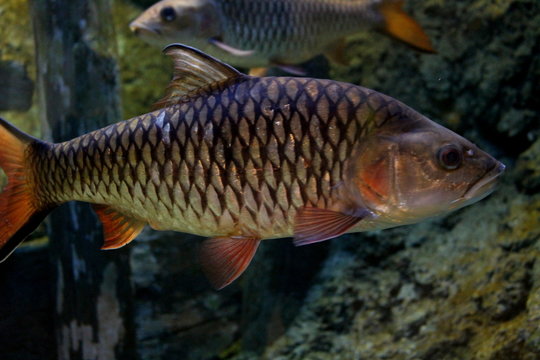 Fish : Hampala barb (Hampala macrolepidota)