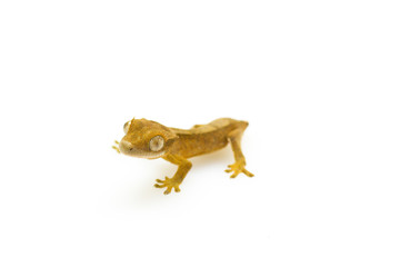 young gecko