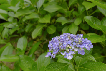 紫陽花