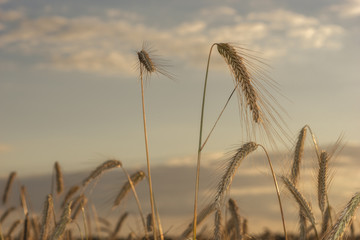 Fototapeta premium Gerstenähre im Gerstenfeld. Im Hintergrund der Himmel im Abendlicht