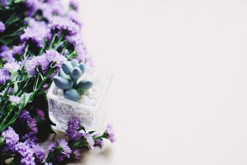 Purple Marguerite daisy flowers blooming and cactus decorate in natural garden background.Felicia amelloides (Blue Marguerite). Ultra violet color of 2018. Copy space