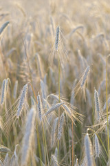 Gerstenähre im Gerstenfeld im Abendlicht