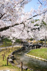 桜