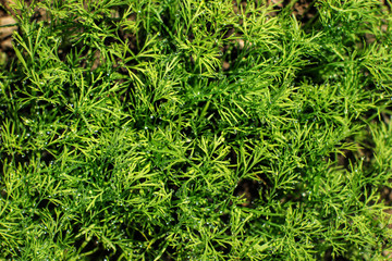 Young dill (Anethum graveolens) plant, covered with drops of dew. Spring gardening.