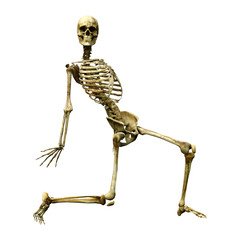 3D Rendering Human Skeleton on White