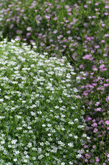 close up background of colorful blooming gypsophila flower.