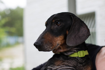 Profile Portrait of old homeless sad dachshund dog in yellow collar