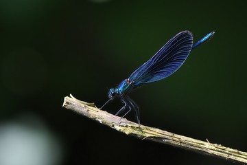 Damigella posata su un rametto
